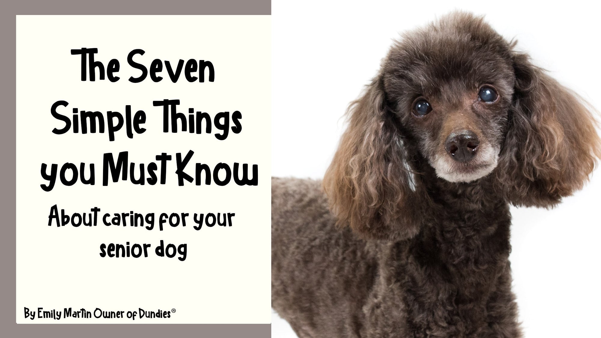 Seven Simple Things About Caring for your Senior Dog