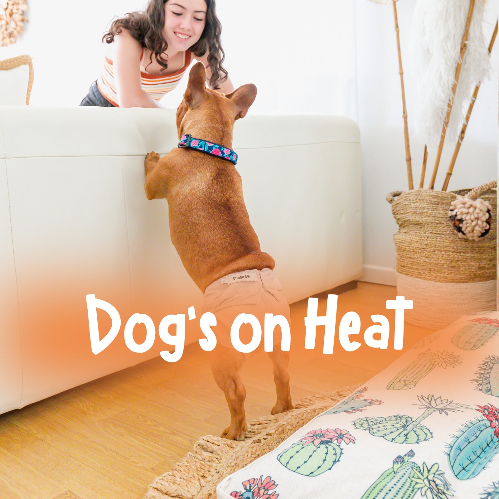 Dundies dog nappies for female dogs on heat