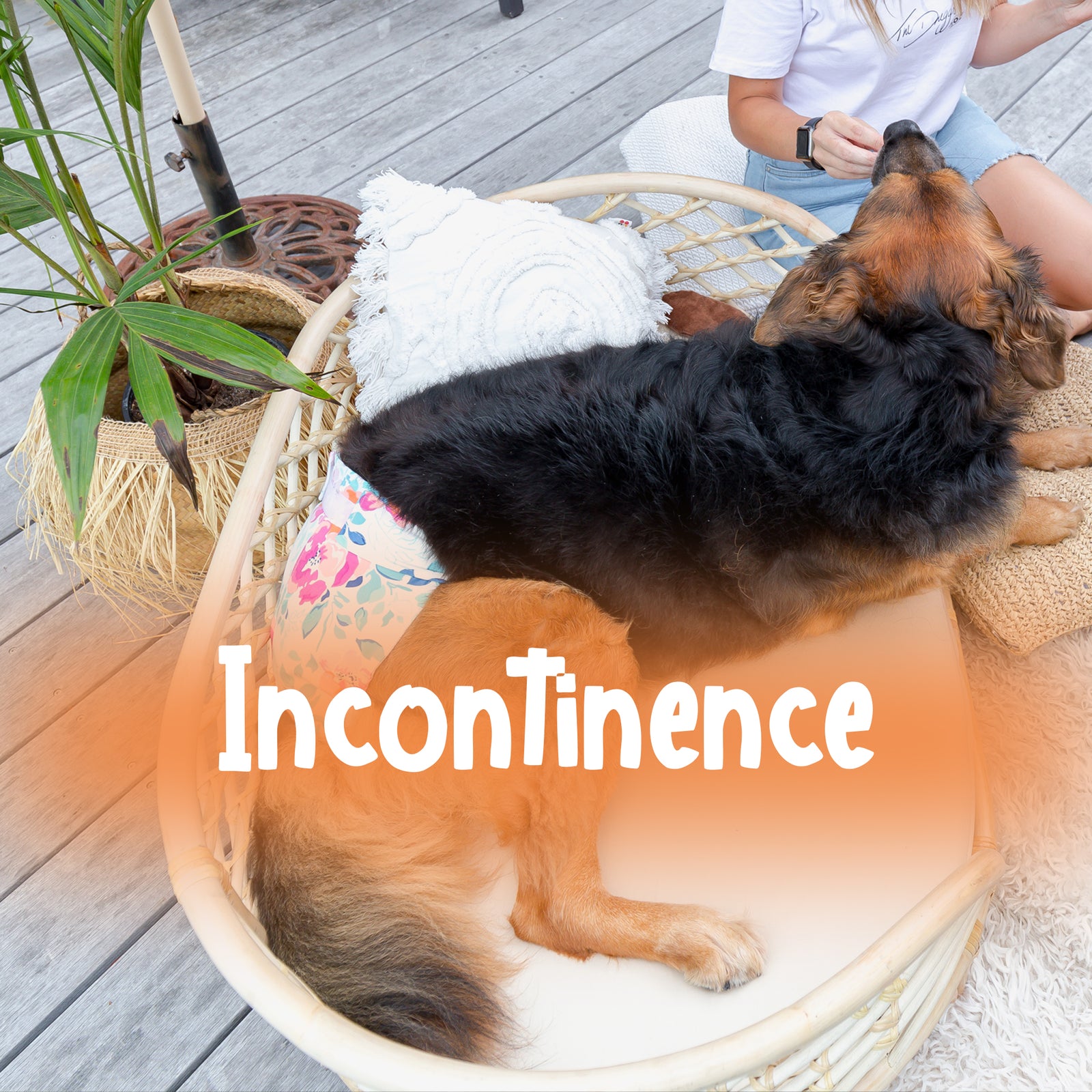 Dundies Dog nappies for incontinence