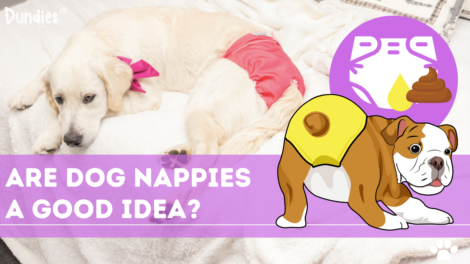 Are Dog Nappies a Good Idea?