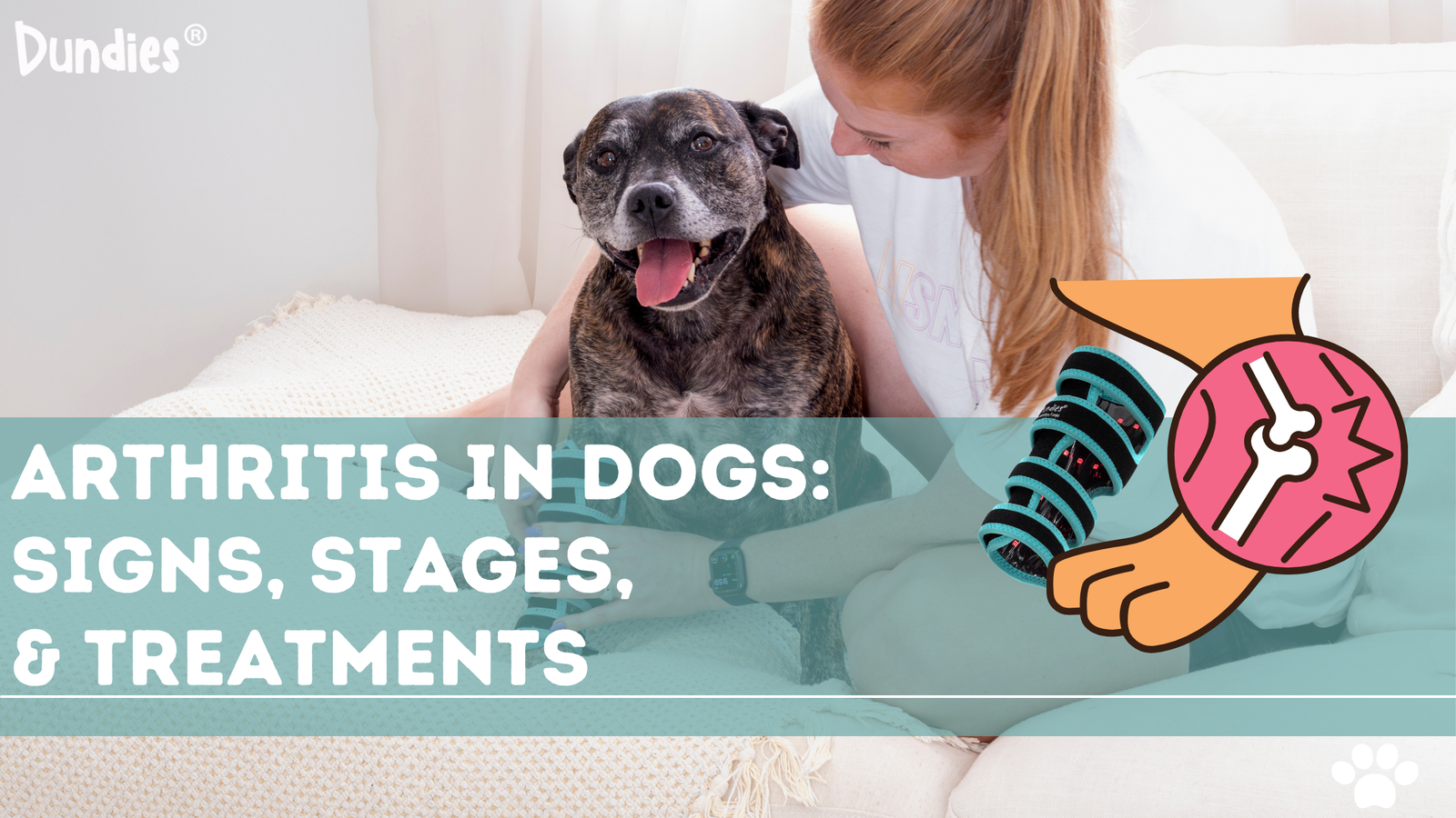 Arthritis in Dogs: Signs, Stages, Treatment & How to Keep Your Dog Comfortale
