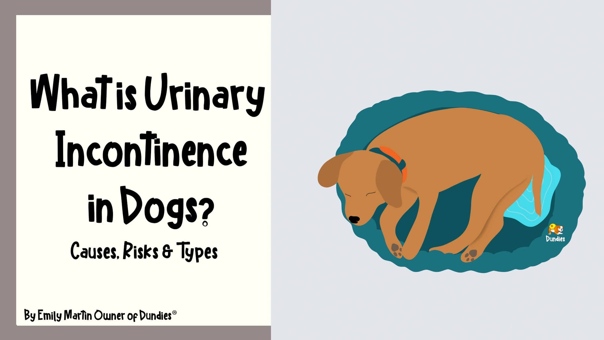 Is My Dog Suffering Urinary Incontinence?
