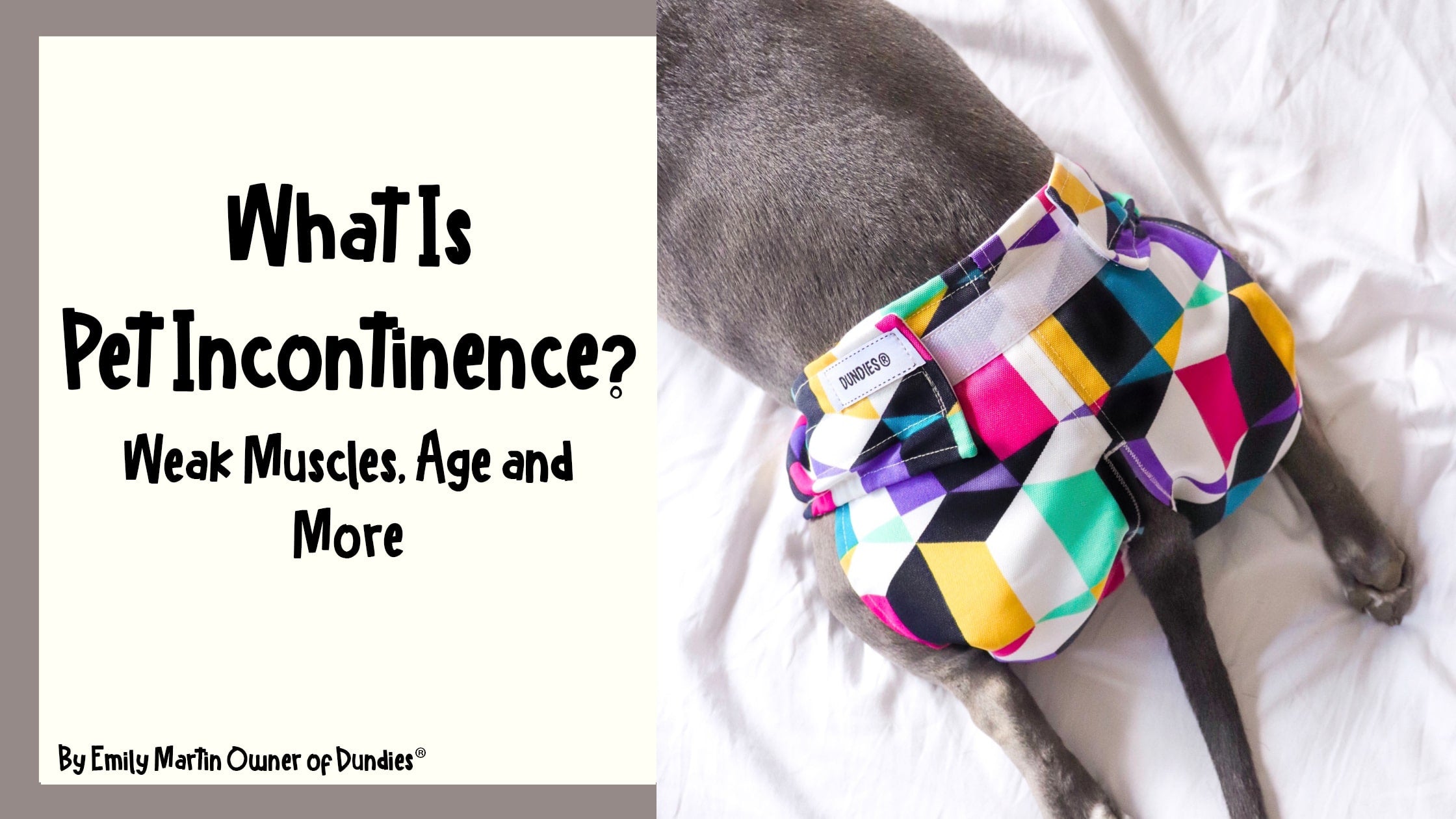 What is pet incontinence? - Dundies Pty Ltd