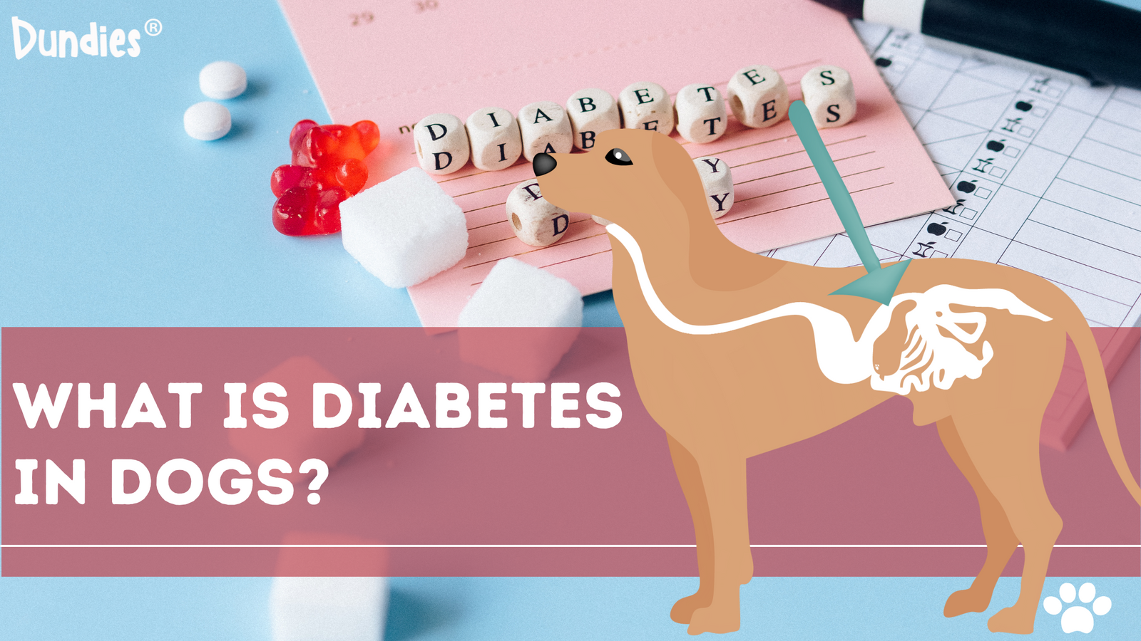 What is Diabetes in Dogs Dundies Pty Ltd