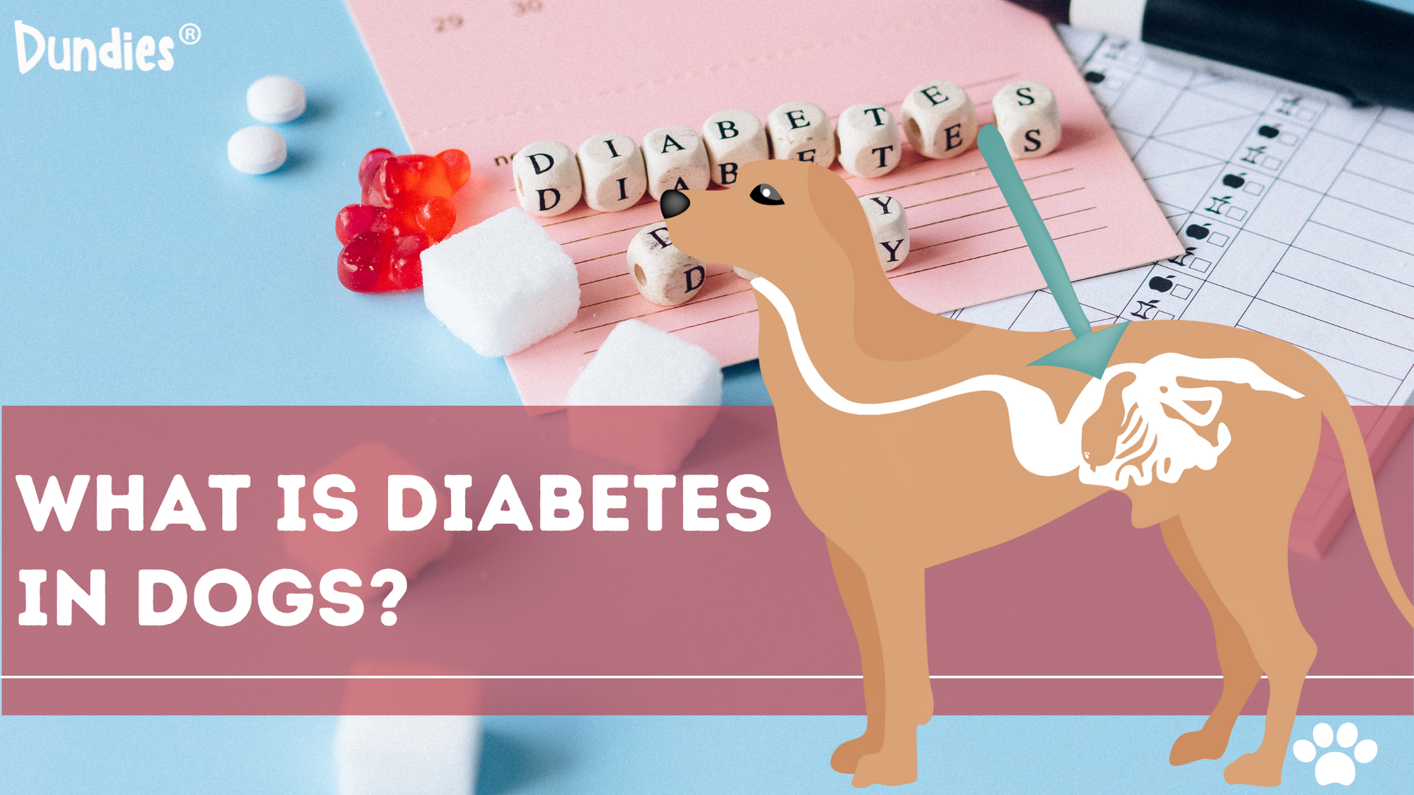 What is Diabetes in Dogs?