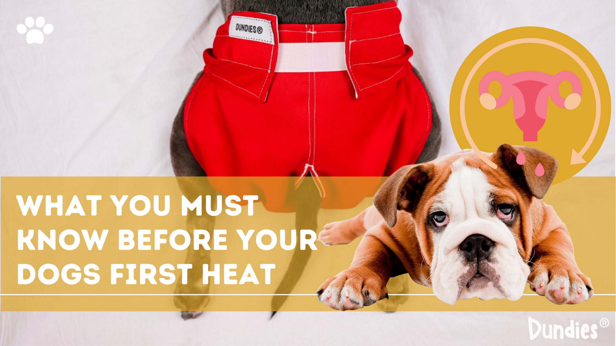What you must know about your dog's first heat 