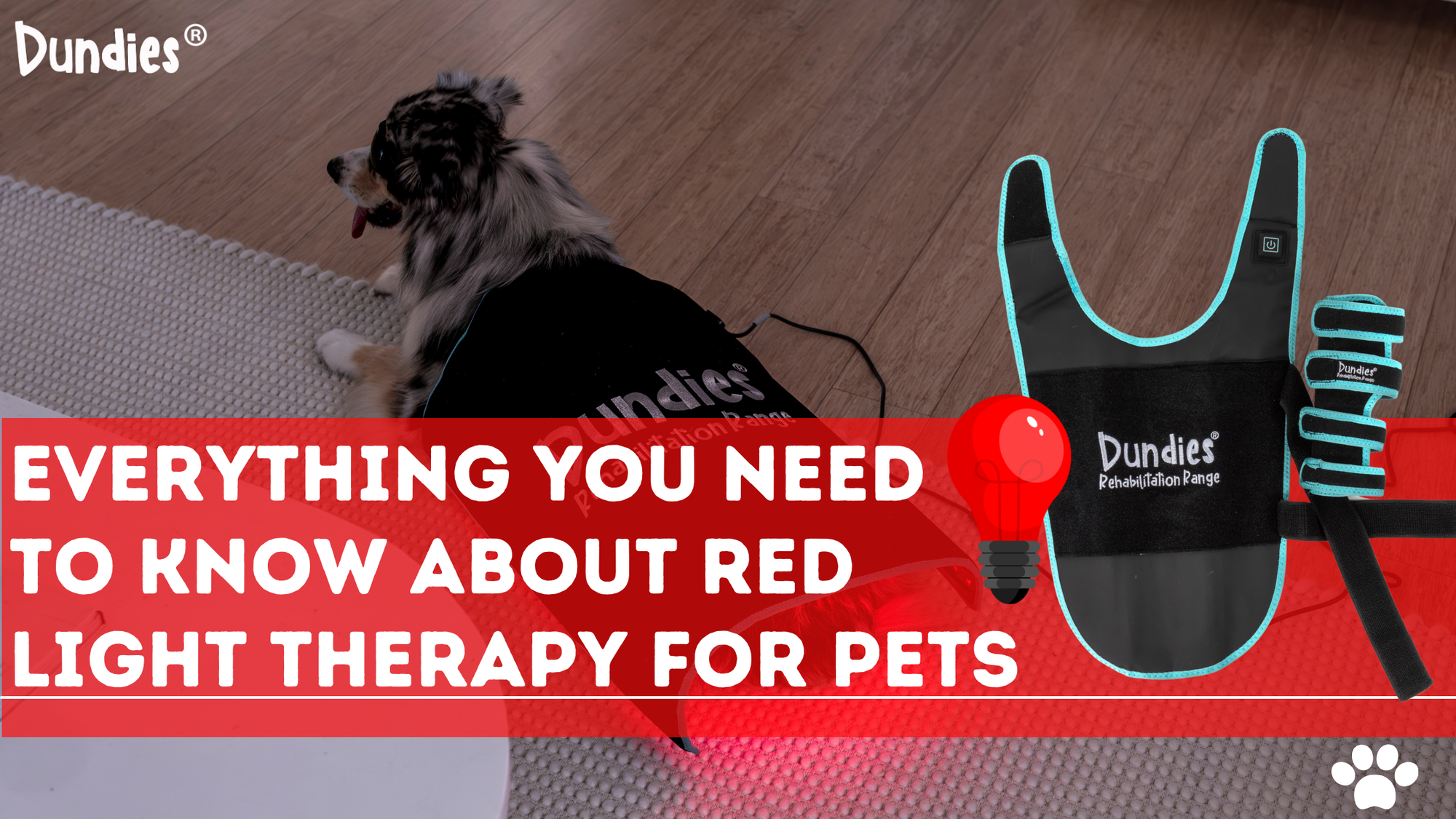 Everything You Need To Know About Red Light Therapy For Pets