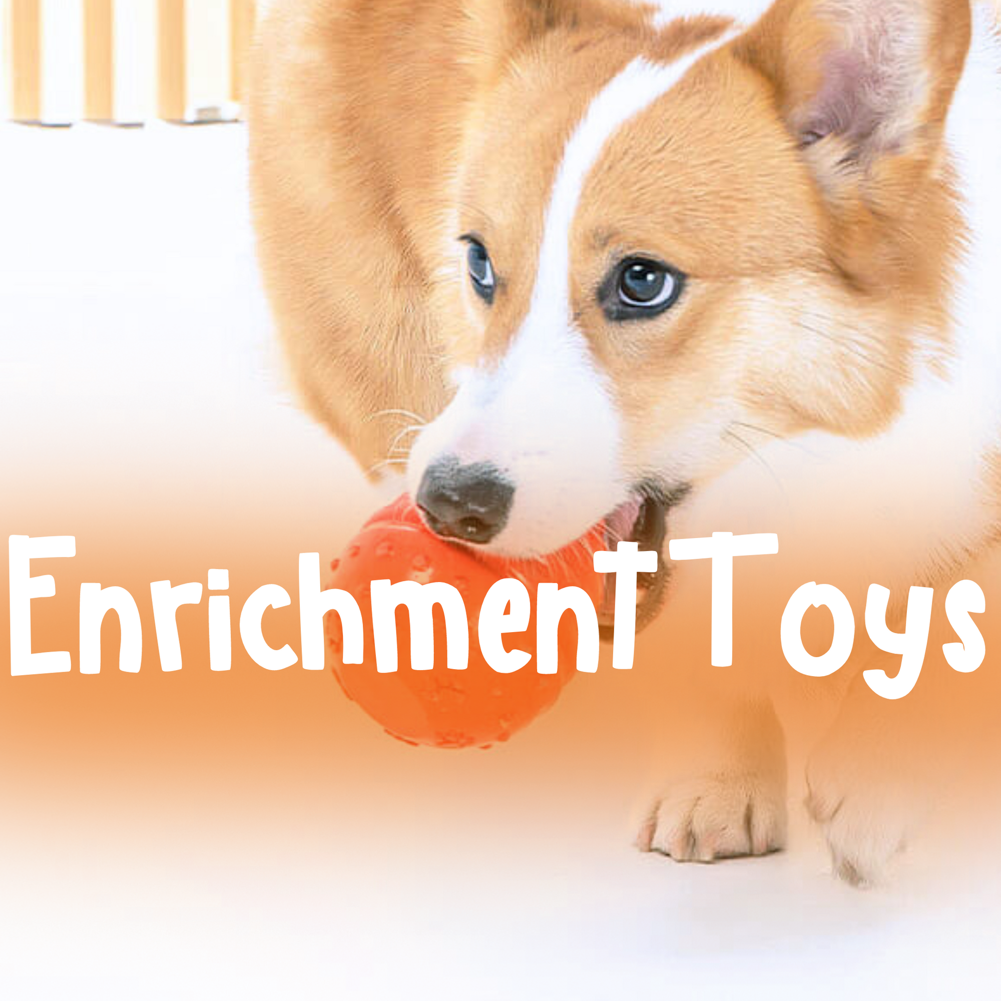 Enrichment Toys