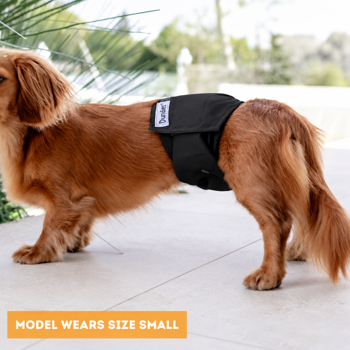Dundies Black V2 Belly Band - PRE ORDER EARLY NOV