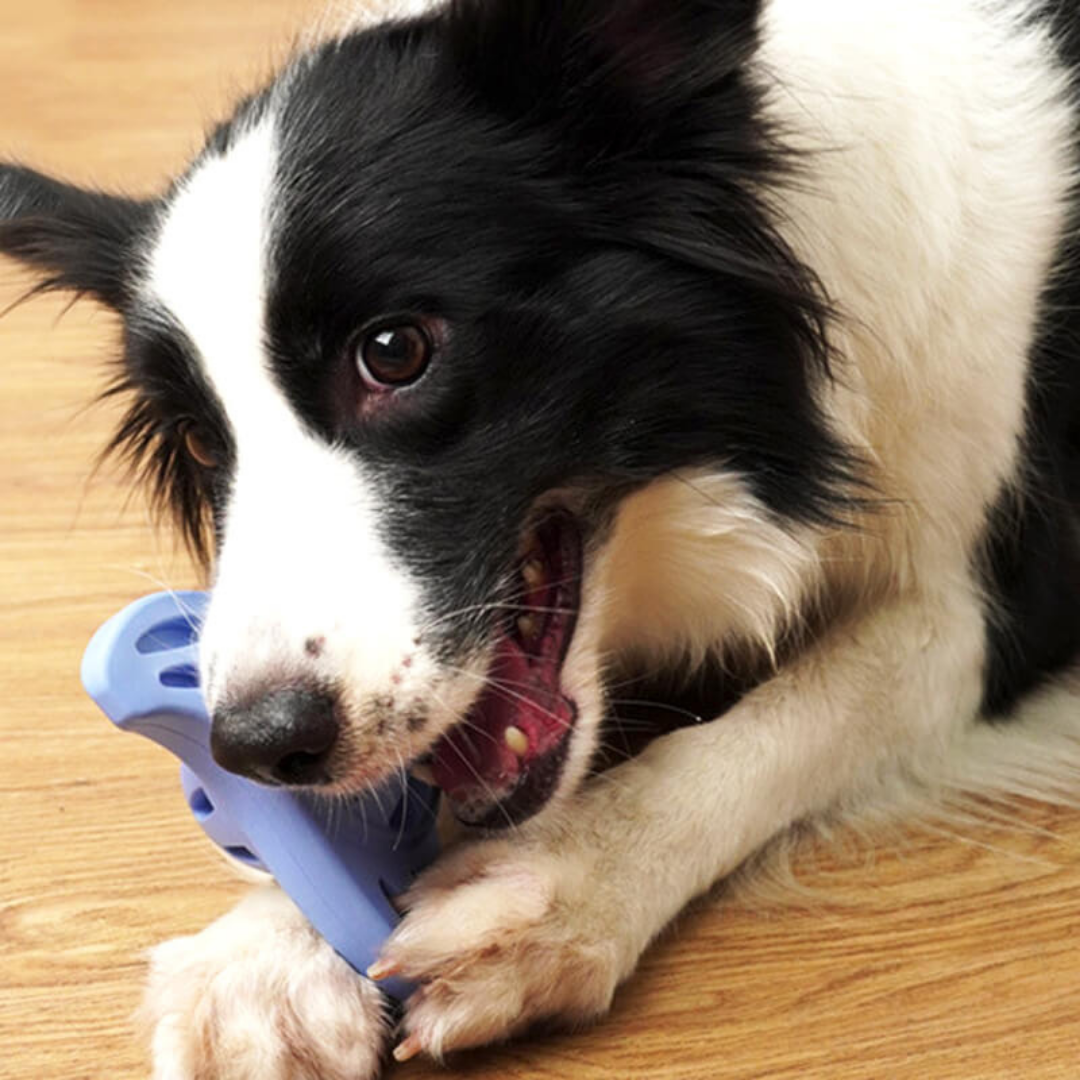 Dundies Boomerang LED Flasher Dog Enrichment Toy - Blue