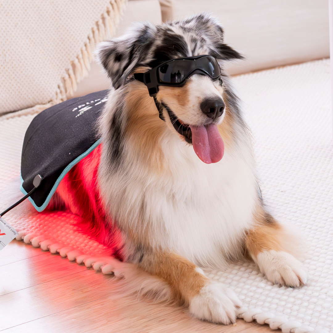 Red Light Therapy Dogs