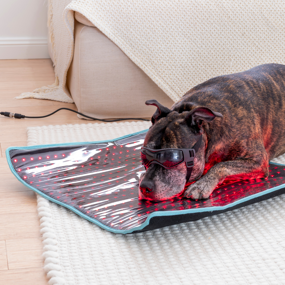 Dundies Red Light LED Therapy Mat