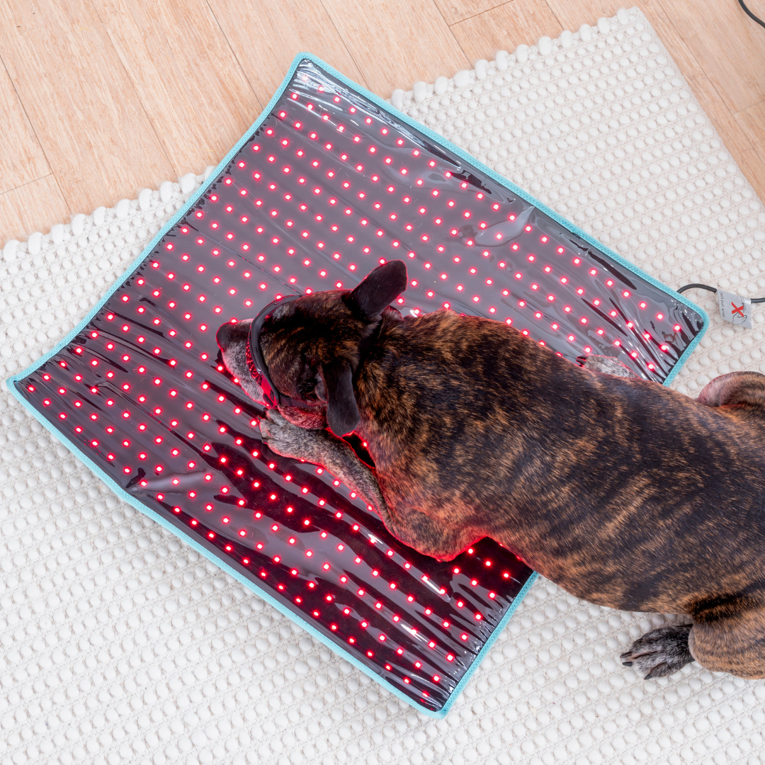 Dundies Red Light LED Therapy Mat