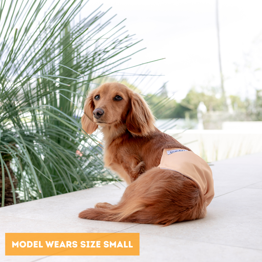 Dundies Golden Biscuit V2 Belly Band