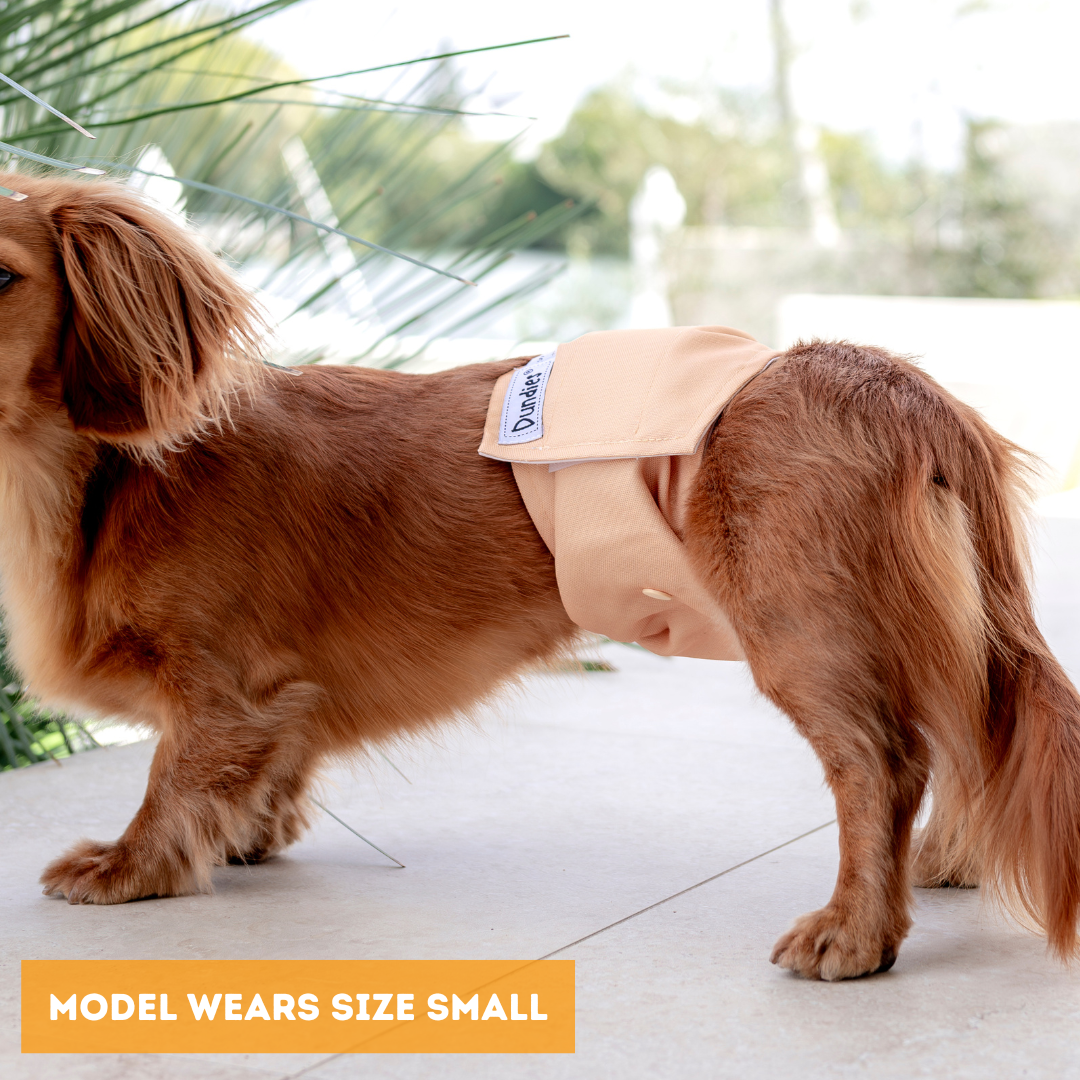 Dundies Golden Biscuit V2 Belly Band