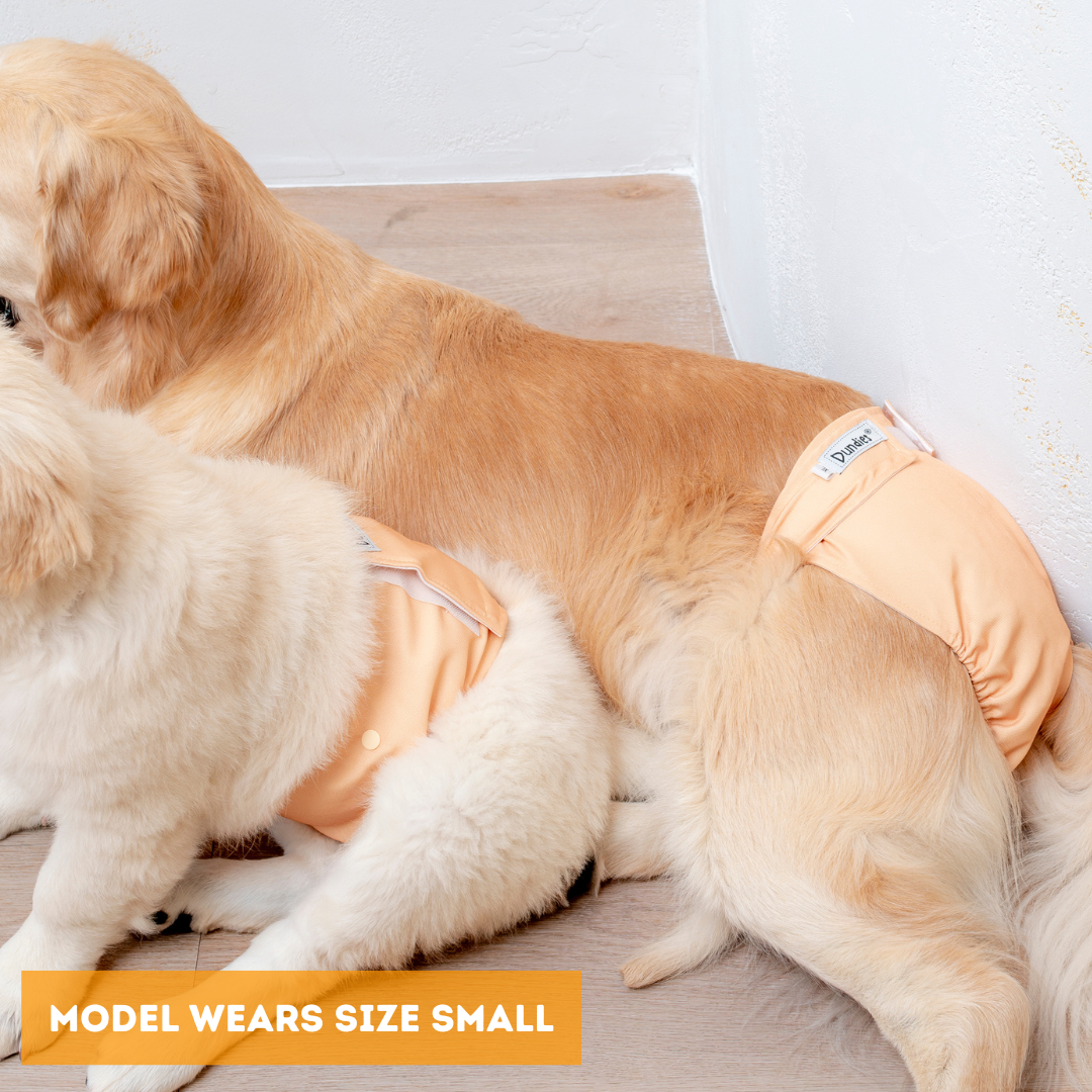 Dundies Golden Biscuit V2 Belly Band