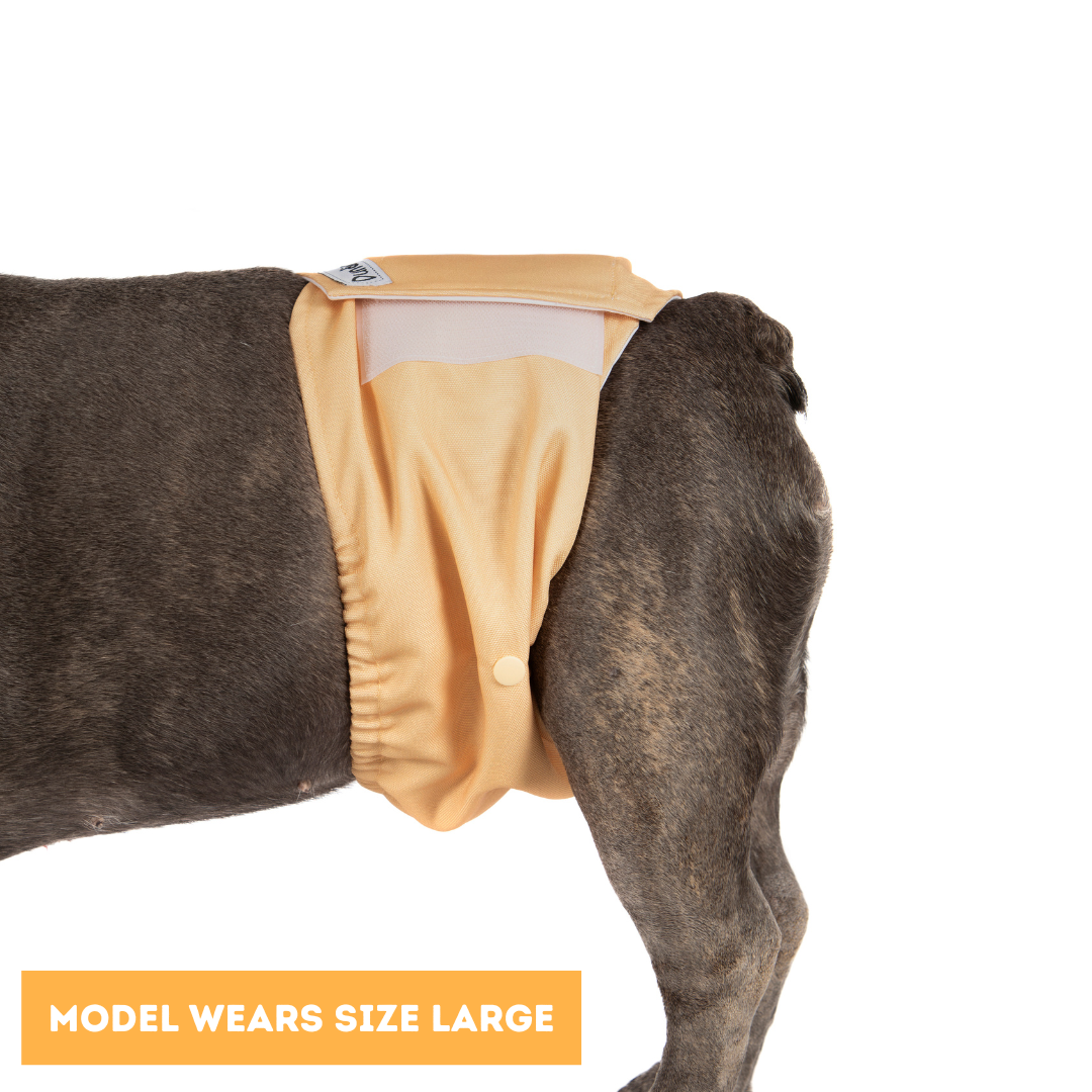 Dundies Golden Biscuit V2 Belly Band