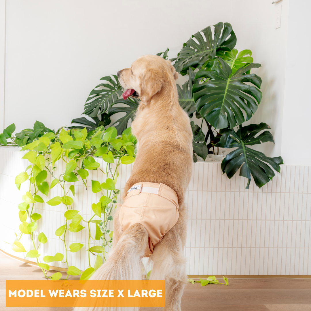 Dundies Golden Biscuit All In One Nappy V2 (AIO)
