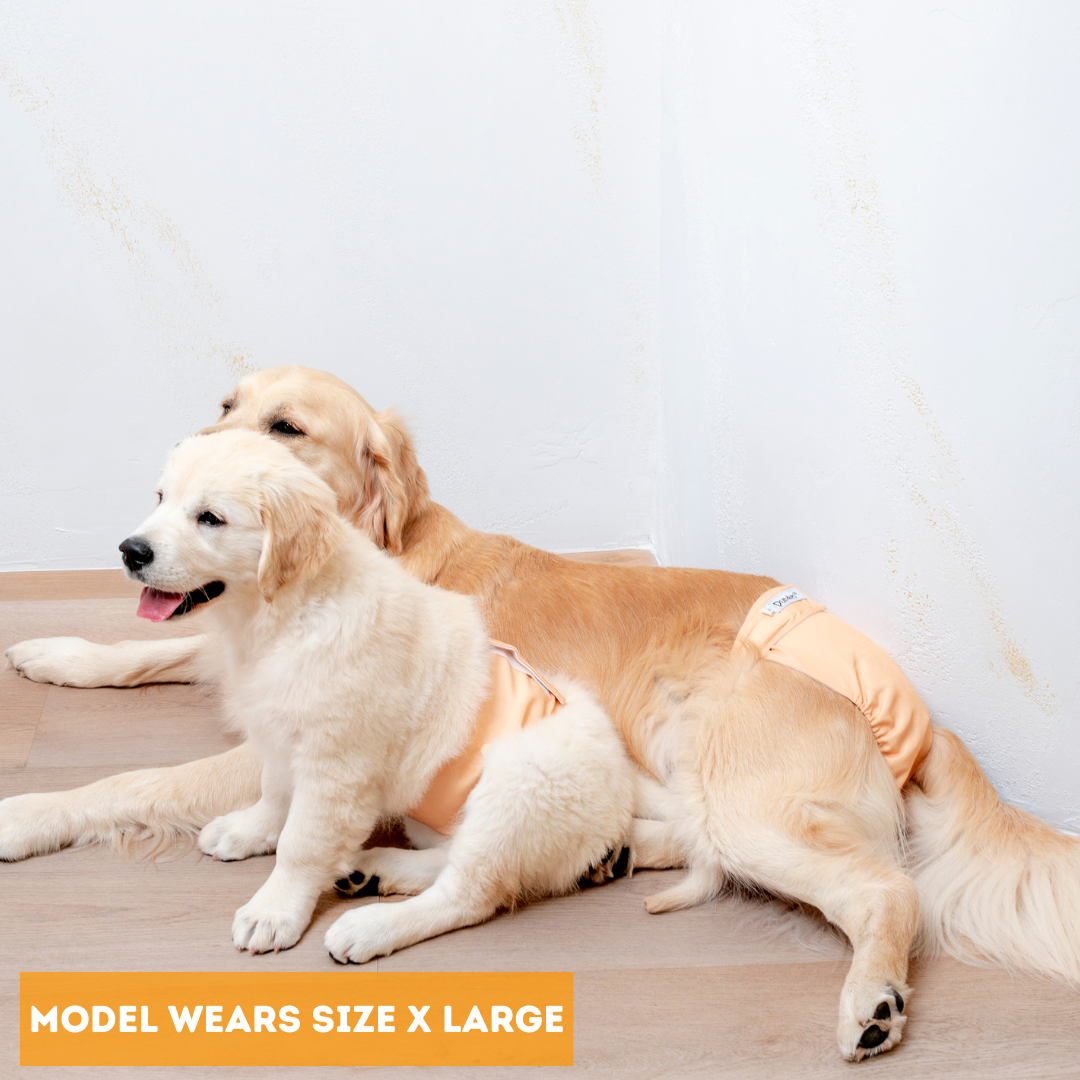 Dundies Golden Biscuit All In One Nappy V2 (AIO)