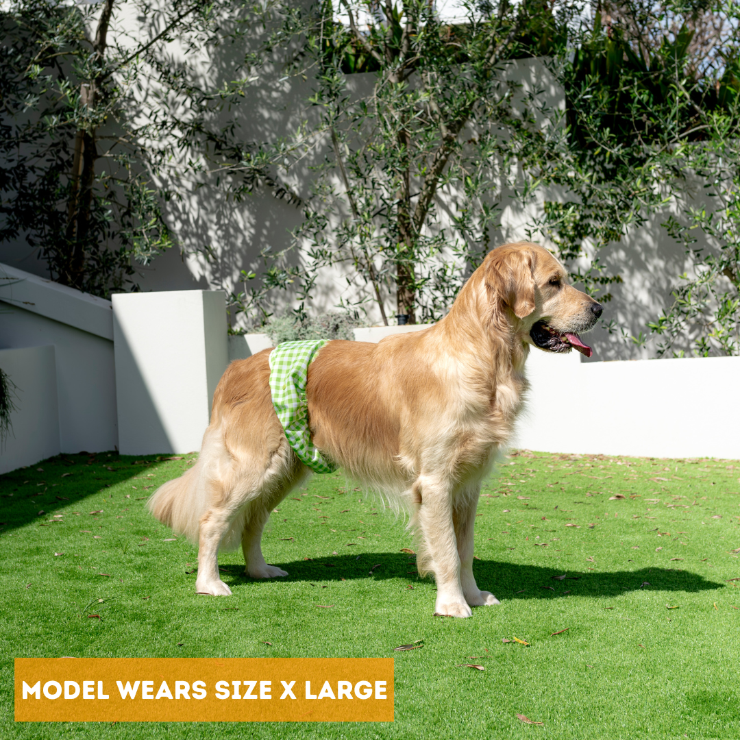 Dundies Green Gingham V2 Belly Band