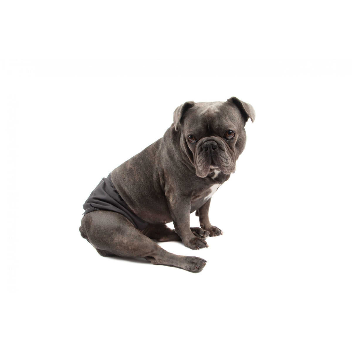 Dundies Black Belly Band-Dundies Australia - Vet Recommended Pet Nappies