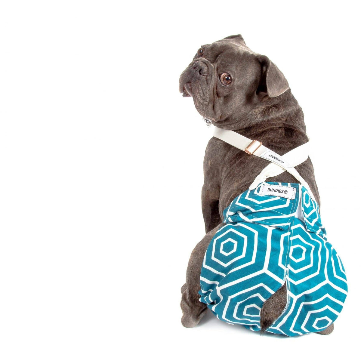 Dundies Dog Diaper Suspenders - BLACK-Dundies Australia - Vet Recommended Pet Nappies