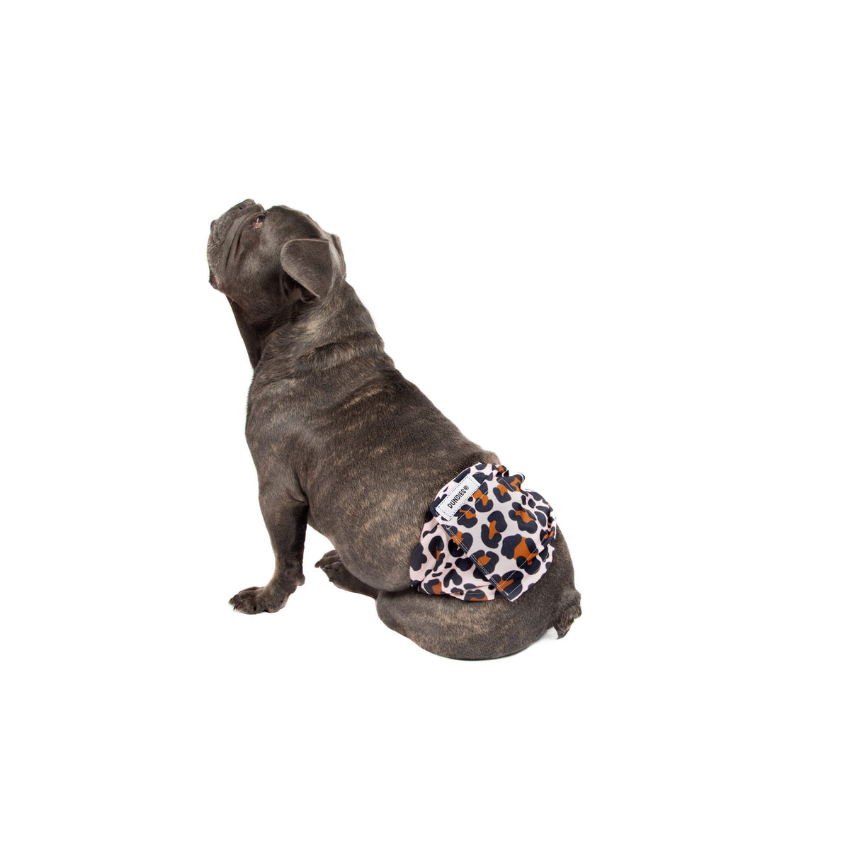 Dundies Leopard Belly Band-Dundies Australia - Vet Recommended Pet Nappies