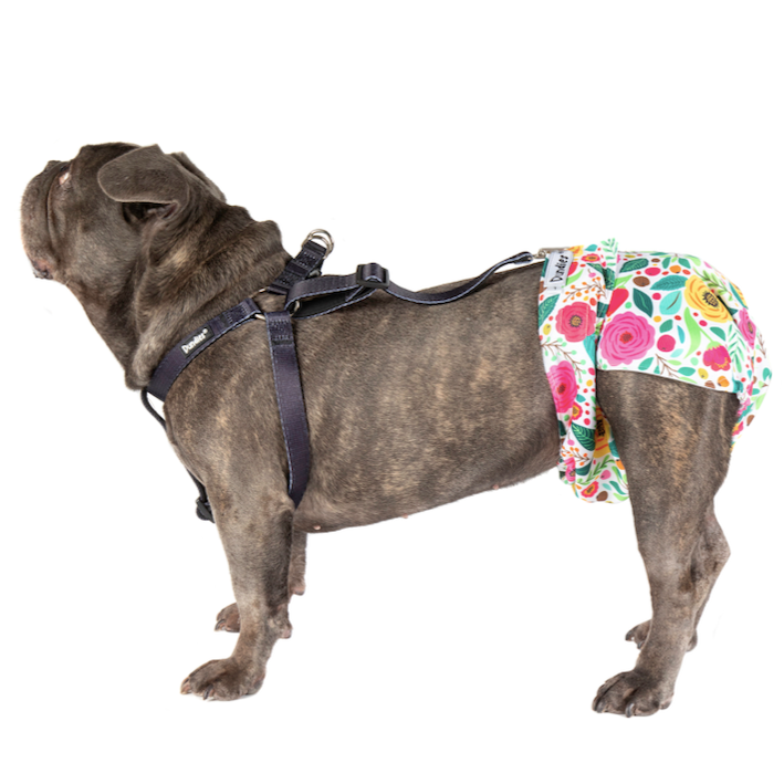 Dundies Dog Diaper Suspender Harness